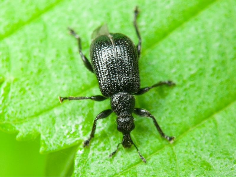 Deporaus betulae (Linnaeus, 1758)